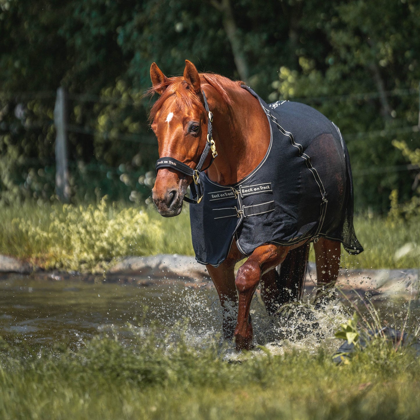 Back On Track Sienna Mesh Sheet - Black Therapeutic Horse Sheet with Knitted Lining - Multiple Sizes
