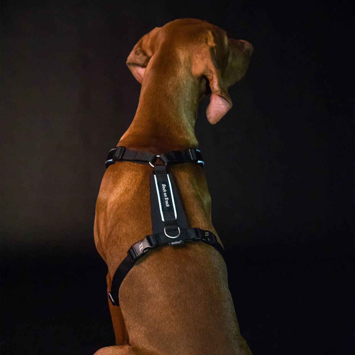 Back On Track Sally Dog Harness