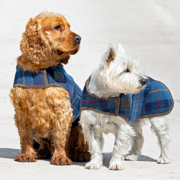 Two dogs wearing blue tweed coats