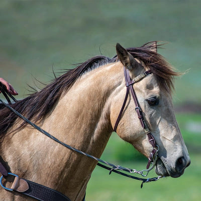 Horse with a bridle in a grassy field