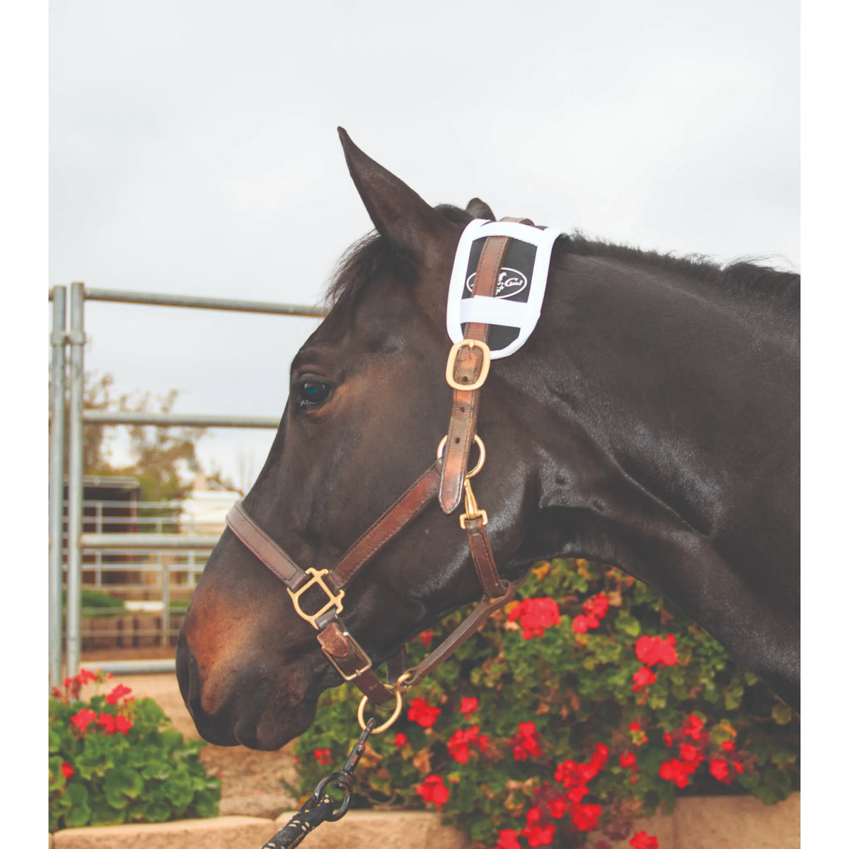 Professionals Choice Magnetic Poll Piece in white and black, shown secured to a brown leather halter on a dark bay horse. This equine therapy product uses magnetic technology to promote calmness and focus by targeting the horse's poll area. Ideal for reducing stress and tension during training or competition, this high-quality equine wellness accessory is designed to improve relaxation and overall horse performance.