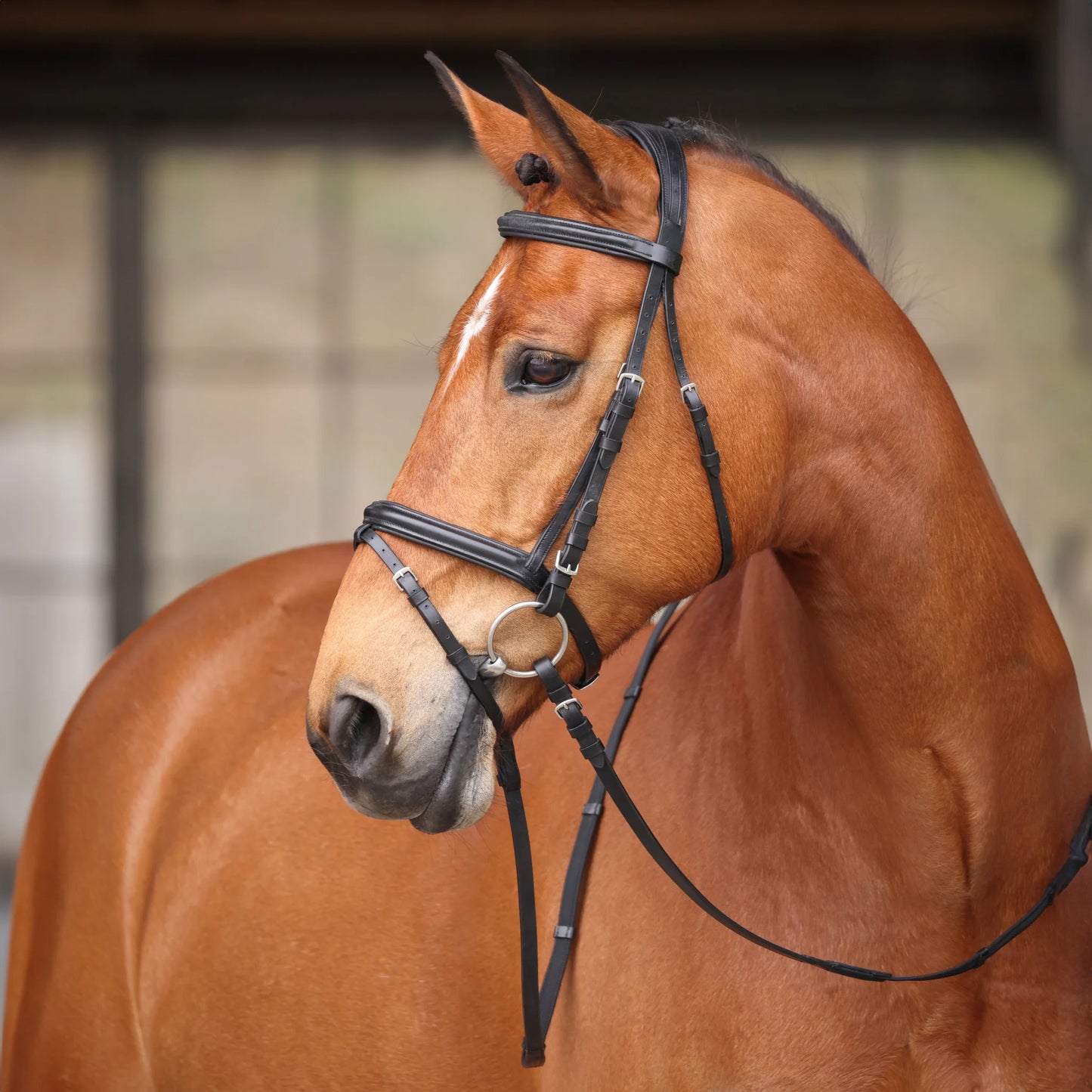 Shires Avignon Louisville Bridle - Premium Leather English Equestrian Horse Tack