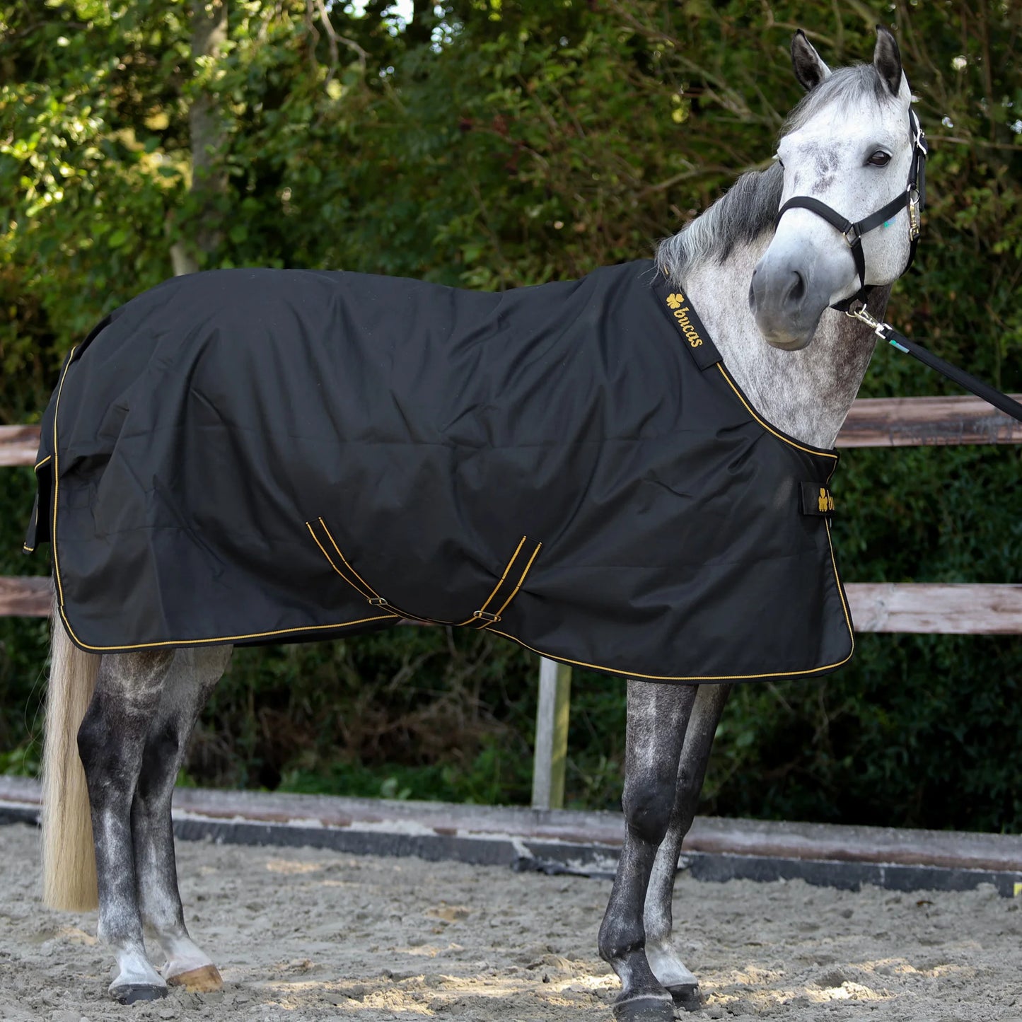 Toklat Bucas Irish Classic Turnout Blanket - Black and Gold - Multiple Sizes