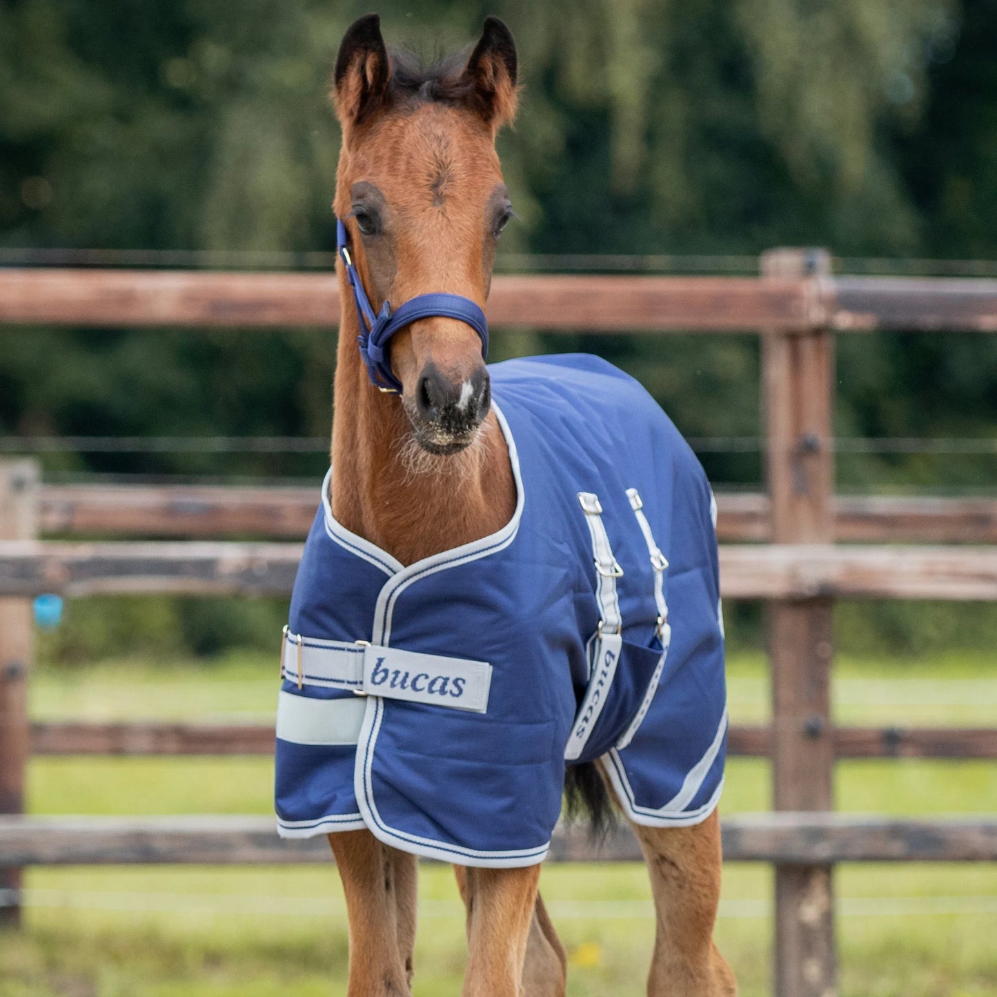 Toklat Bucas Ripstop Foal Turnout Horse Blanket - 50g Fill, One Size, Navy