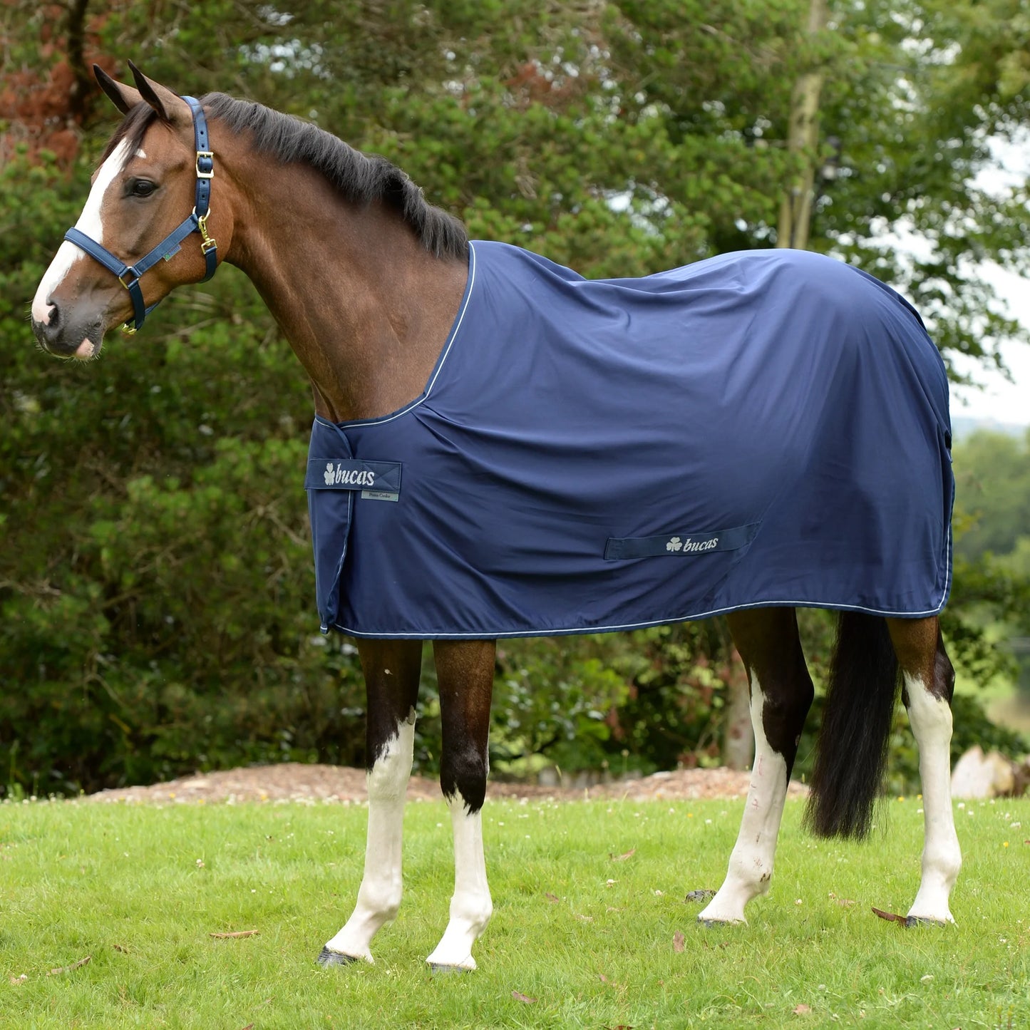 Toklat Bucas Shamrock Power Cooler - High-Performance Moisture Wicking Horse Sweat Sheet and Travel Rug