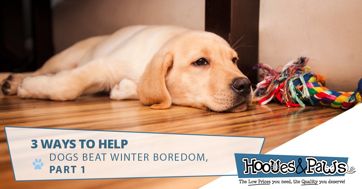 3 WAYS TO HELP DOGS BEAT WINTER BOREDOM, PART 1 - Hooves and Paws