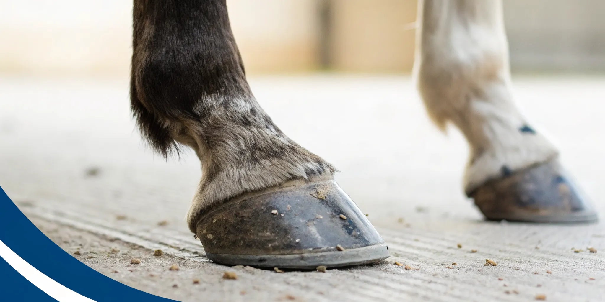 Close-up of a healthy horse hoof on concrete, strengthened by a hoof hardener.