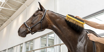 A horse being groomed with a curry brush for a healthy, gleaming coat.