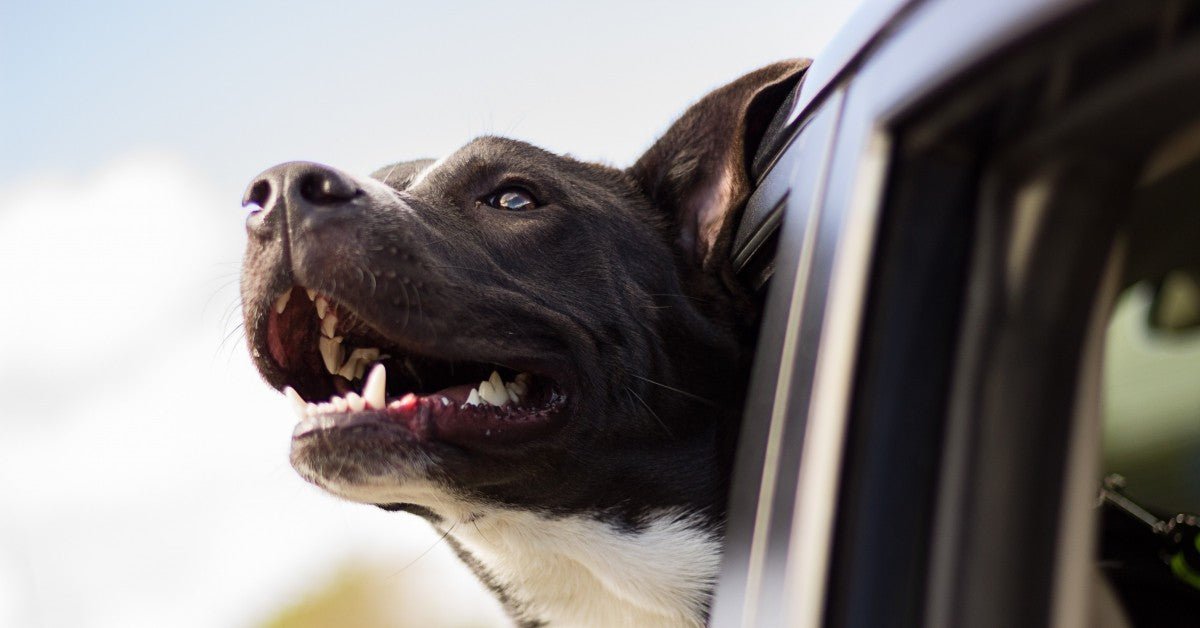 5 ESSENTIAL ROAD TRIP SAFETY TIPS FOR PETS - Hooves and Paws