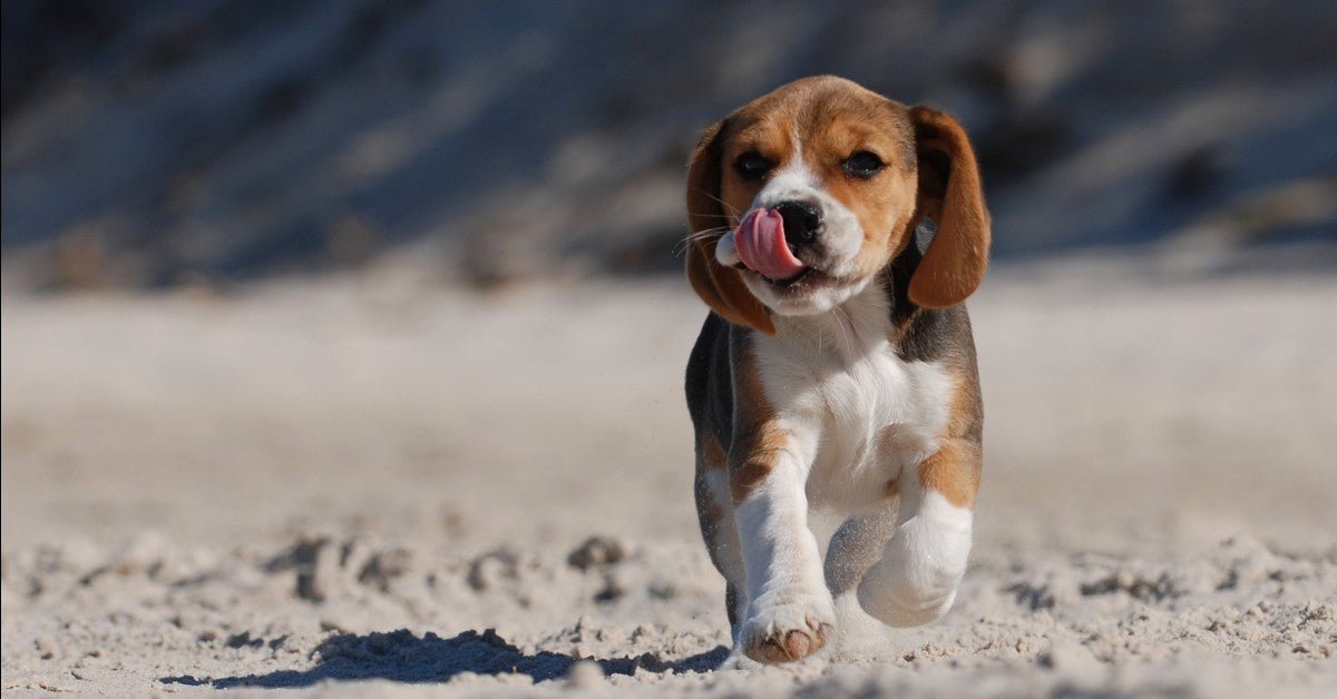 6 TIPS TO KEEP YOUR PETS SAFE THIS SUMMER, PART 1 - Hooves and Paws