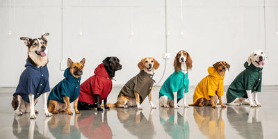 Seven dogs sit in a row wearing different colorful rain jackets.
