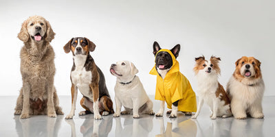 A dog in a yellow waterproof raincoat, a great choice when you buy dog raincoats online.