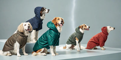 Dogs wearing waterproof winter coats with hoods in the snow.