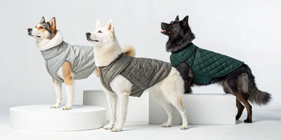 Three dogs wearing warm, protective Norwegian dog coats in grey and green.