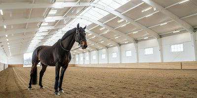 Protective leg boots on a horse for jumping.