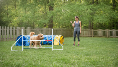 Dog agility equipment including a low jump and tunnel in a safe backyard training area