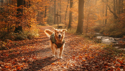 Golden retriever wearing a waterproof dog coat on a fall trail