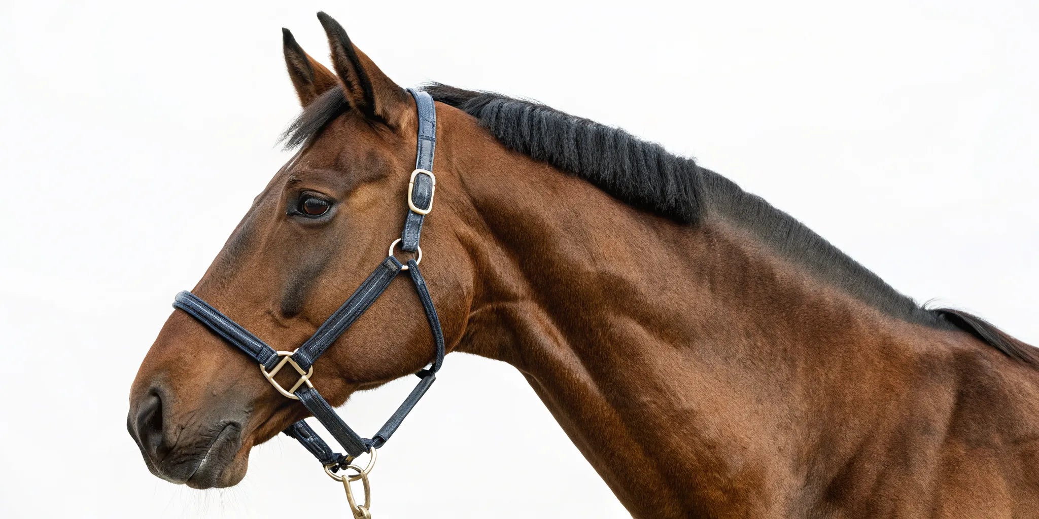 Durable nylon horse halter with a secure fit on a brown horse.