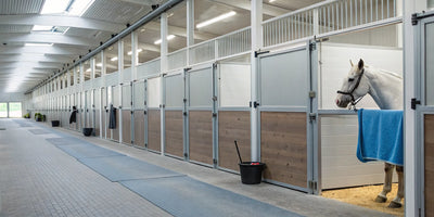 White horse in a stall with a blue leg wrap for swelling draped on the door.