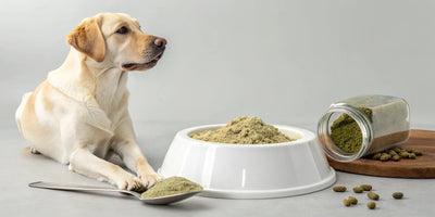 A daily dose of green lipped mussel powder in a bowl for a yellow labrador dog.