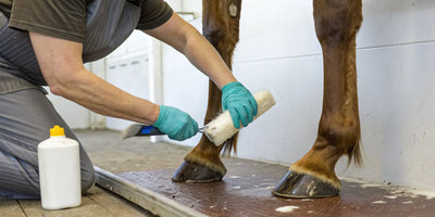Using Keratex hoof hardener to strengthen a horse's weak or cracked hoof.