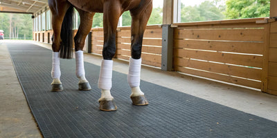 White leg wraps for horses providing joint support and protection.