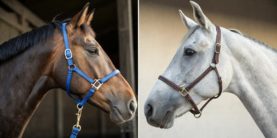 A comparison of a horse in a nylon halter vs a horse in a leather halter.