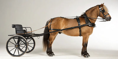 A miniature horse harnessed to a two-wheeled cart for driving.