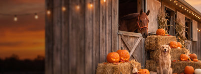 Horse and golden retriever with jack-o-lanterns at a barn at dusk