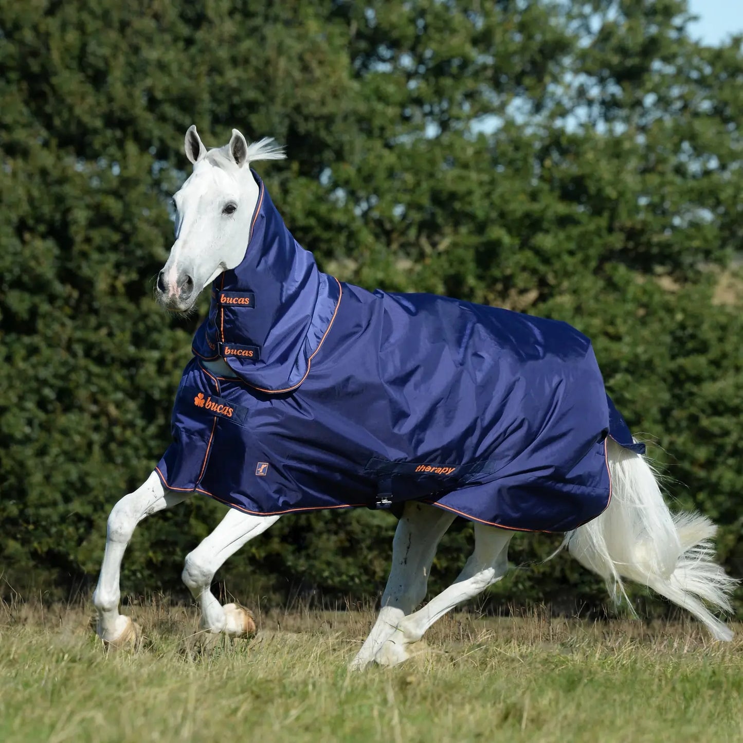 White horse wearing a blue rug running in a grassy field with trees in the background