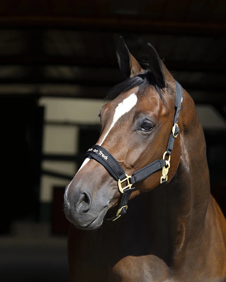 Back On Track Werano Horse Halter with Welltex Therapeutic Technology - Multiple Sizes