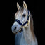 Back On Track Werano Horse Halter with Welltex Therapeutic Technology - Multiple Sizes