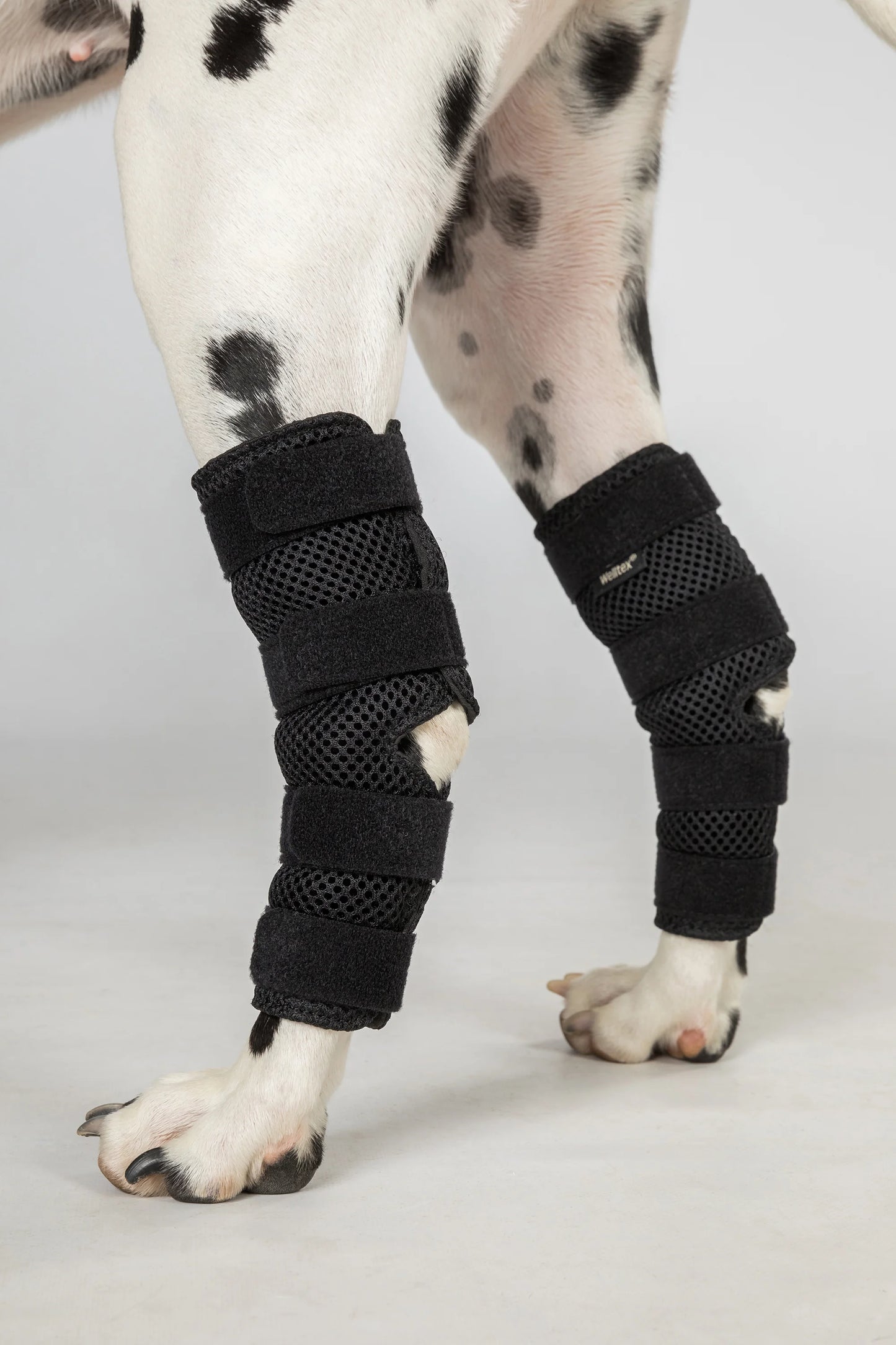 Back On Track Dixie Dog Hock Brace - Therapeutic Joint Support for Active Dogs - Multiple Sizes