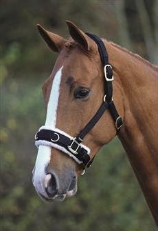 Shires Fleece Lined Lunge Cavesson 428 - Hooves and Paws