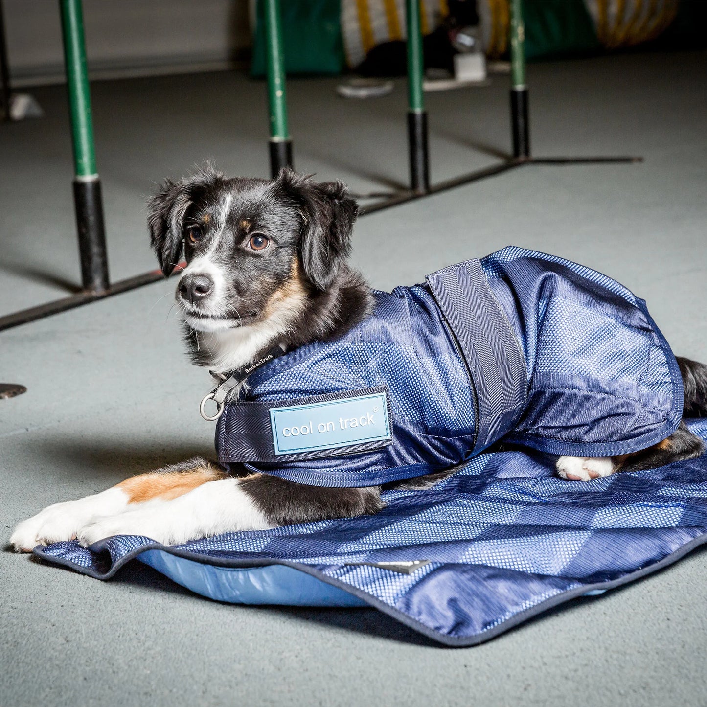 Back On Track Cool on Track Evaporative Cooling Dog Coat - Blue - Multiple Sizes