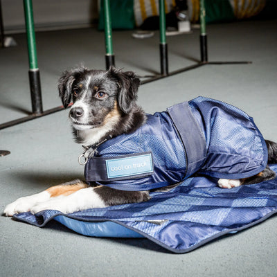 Back On Track Cool on Track Evaporative Cooling Dog Coat - Blue - Multiple Sizes