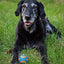 Chuckit! Ultra Squeaker Dog Ball, Fetch Toy, Medium, 1 Pack (Sell out)