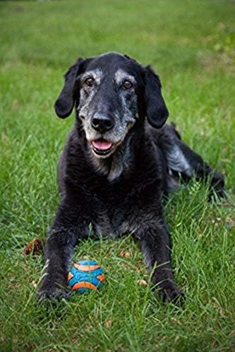 Chuckit! Ultra Squeaker Dog Ball, Fetch Toy, Medium, 1 Pack (Sell out)