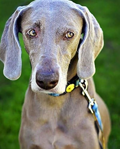 Pet Shield Me Insect Defense with Essential Oils (Patches - 12 pack) (Sell out)