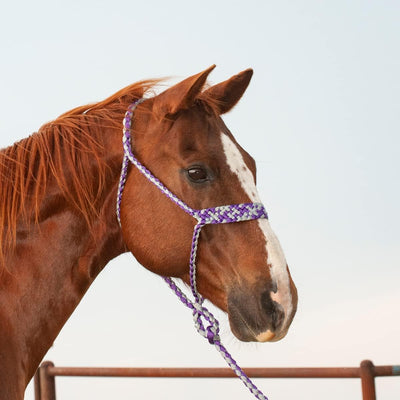Classic Equine Flat Braid Halter and Leadrope, Purple - Grey (Sell out) - Hooves and Paws