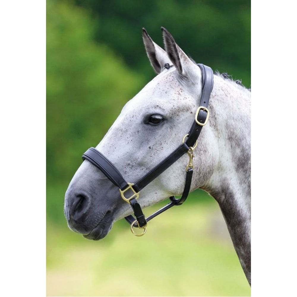 Shires Velociti GARA Blenheim Padded Leather Halter - Brass