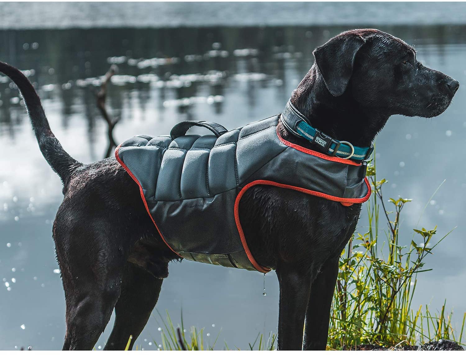 Weaver Leather Terrain Dog Swim Vest for Dogs - Hooves and Paws