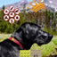 Pet Shield Me Insect Defense with Essential Oils (Patches - 12 pack) (Sell out)