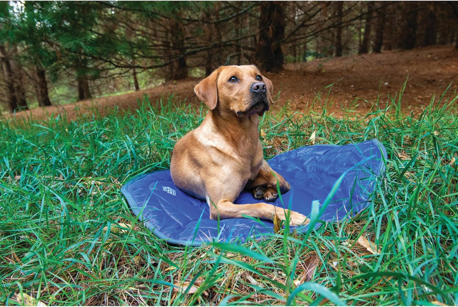 Weaver Leather Terrain Dog Camp Bed for Dog - Hooves and Paws