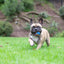 Chuckit! Ultra Squeaker Dog Ball, Fetch Toy, Medium, 1 Pack (Sell out)