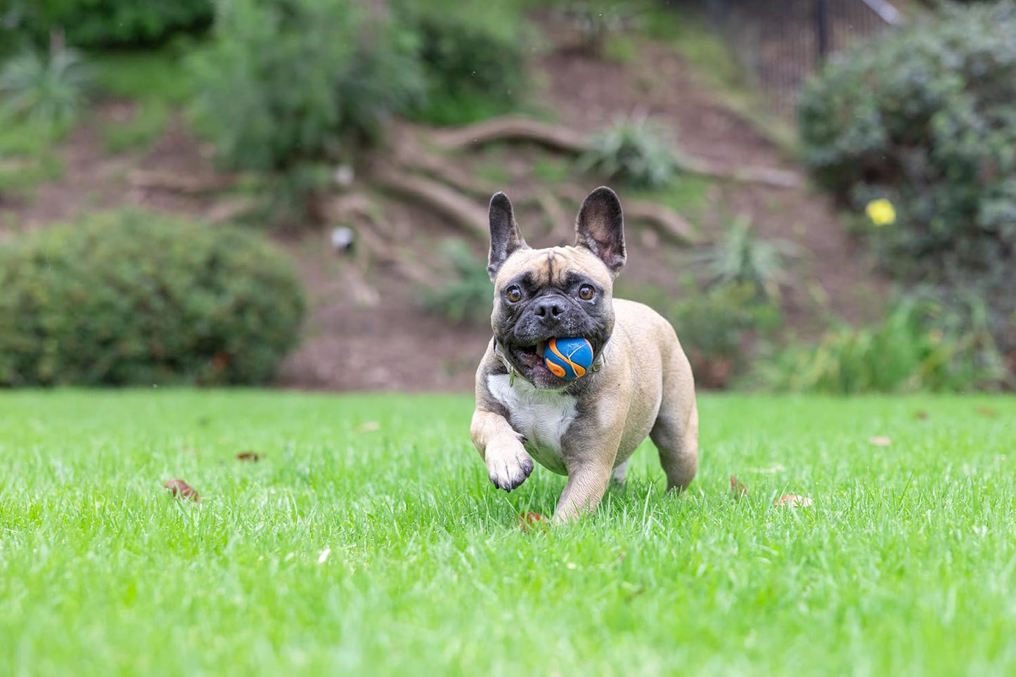 Chuckit! Ultra Squeaker Dog Ball, Fetch Toy, Medium, 1 Pack (Sell out)