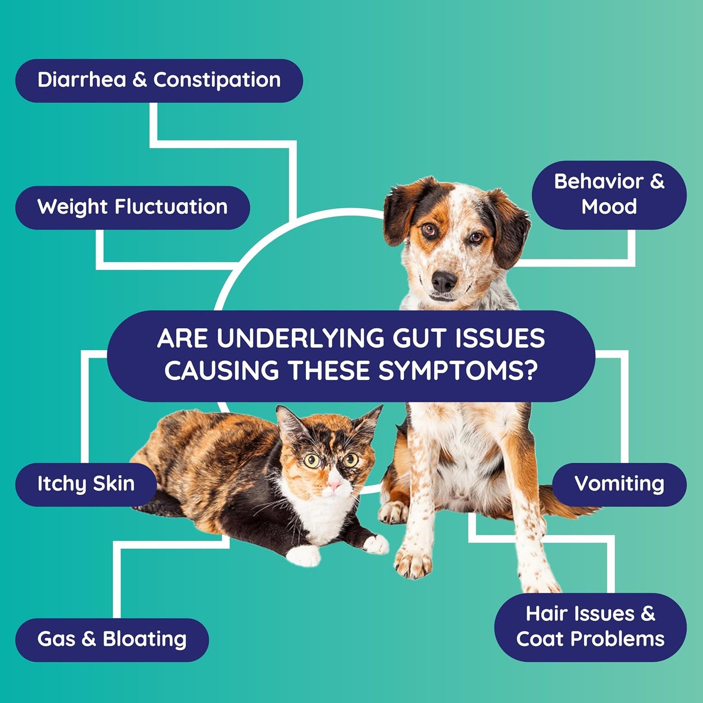 Gut Test Kit – Non-Invasive & Fast Results - Vet Trusted - Easy at-Home Stool Test