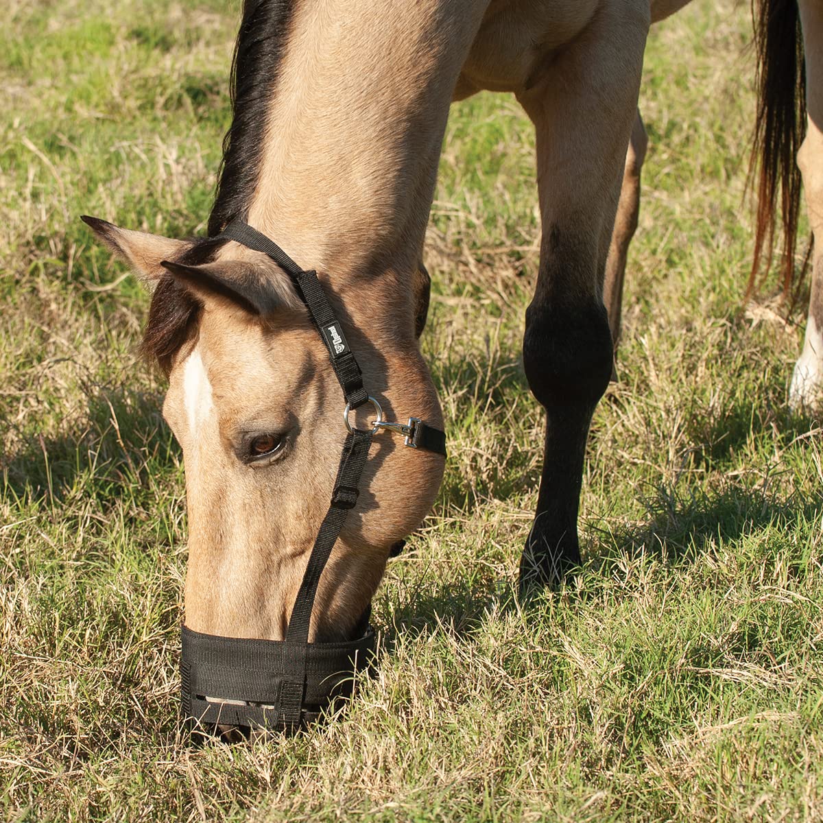 Cashel Company Grazing Muzzle Halter Black Horse