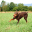 Chuckit! Ultra Squeaker Dog Ball, Fetch Toy, Medium, 1 Pack (Sell out)