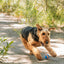 Chuckit! Ultra Squeaker Dog Ball, Fetch Toy, Medium, 1 Pack (Sell out)